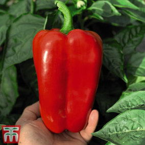 Pepper Sweet Red King F1 1 Seed Packet