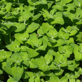 Peppermint Herb Plant - Aromatic Leaves, Refreshing Minty Flavour (5-15cm Height Including Pot)