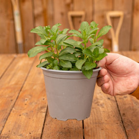 Peppermint Herb Plant - Compact Growth, Versatile Culinary Herb, Lovely Aroma (20-30cm Height Including Pot)