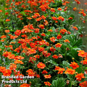 Perennial - Geum Mrs Bradshaw 9cm Pot x 6