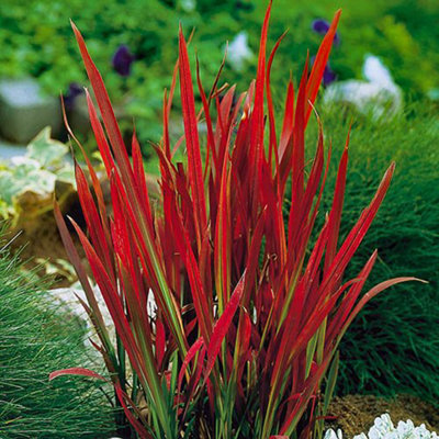 Perennial Imperata Japanese Blood Grass 'Red Baron' in a 2L pot