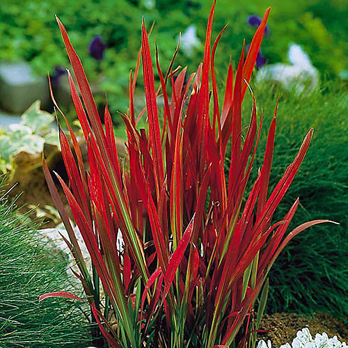 Perennial Imperata Japanese Blood Grass 'Red Baron' in a 2L pot | DIY ...