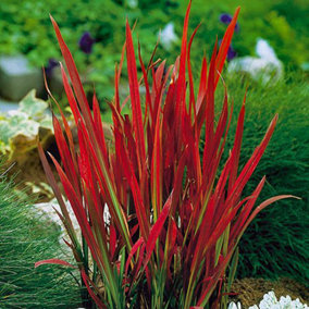 Perennial Imperata Japanese Blood Grass 'Red Baron' in a 2L pot