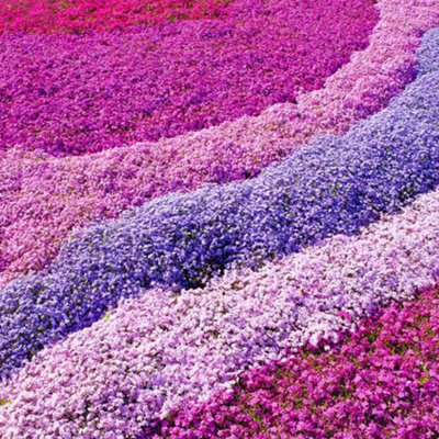 Perennial Phlox Mix - Vibrant 24 Plant Collection for Full Garden Coverage (9cm)