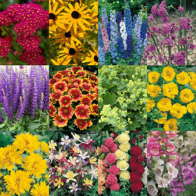 Perennial Plant Collection - 24 Plug Plants, Cottage Garden, Easy to Grow Flowering, Mixed Hardy, Garden Ready