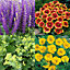 Perennial Plant Collection - 24 Plug Plants, Cottage Garden, Easy to Grow Flowering, Mixed Hardy, Garden Ready