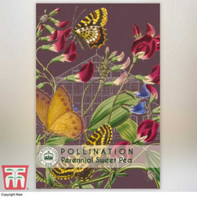 Perennial Sweet Pea Promo New Kew Range 1 Seed Packet (10 Seeds)