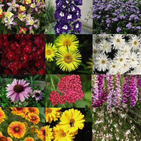 Perfect Perennial Collection 72 Plug Plants