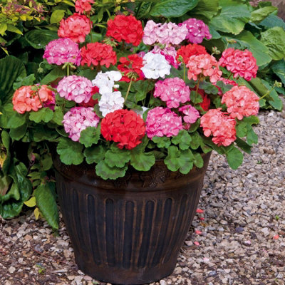 Perfect Plants - Geranium Plants Mixed Colours - 6 Pack Bedding Plants ...