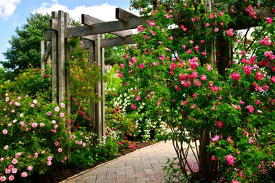 A garden pergola installed over a pathway, creating a charming walkway. Climbing plants like honeysuckle and wisteria entwine around the pergola posts.