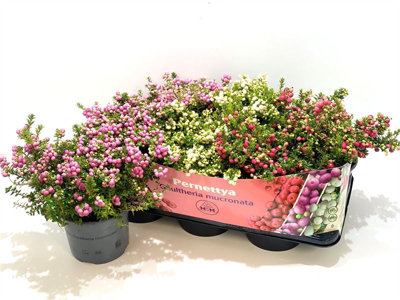 Pernettya Mucronata Mixed, 17cm Pot Size, 25cm Tall, Wintergreen