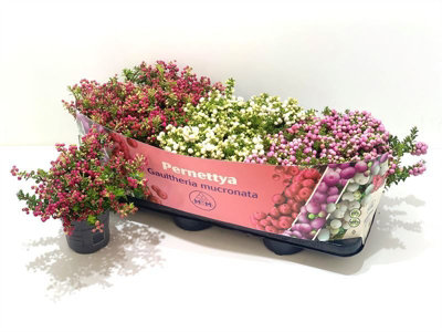 Pernettya Mucronata Mixed, 510cm Pot Size, 15cm Tall, Prickly Heath ...