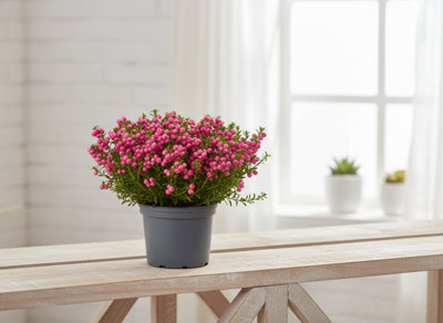 Pernettya Mucronata Roze Pot size 17 Cm Height 25 Pink mutton berry ...