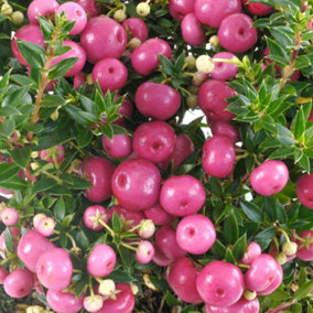 Pernettya Pink - Vibrant Berried Shrub, Perfect for Autumn Color (10.5cm)