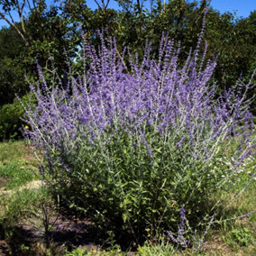 Perovskia Atriplicifolia Blue Spire 9cm Potted Plant x 2