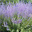 Perovskia Blue Spire Garden Plant - Fragrant Grey-Green Foliage, Attracts Pollinators (15-30cm Height Including Pot)