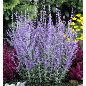 Perovskia 'Blue Spire' / Russian Sage In 2L Pot, Violet-Blue Flowers 3FATPIGS