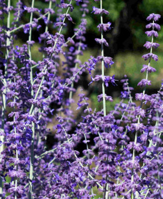 Perovskia Blue Steel - Russian Sage 3 x 9cm pots