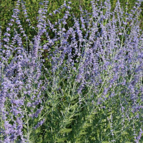 Perovskia Little Spire Garden Plant - Compact Size, Fragrant Foliage, Purple Blooms (20-30cm Height Including Pot)