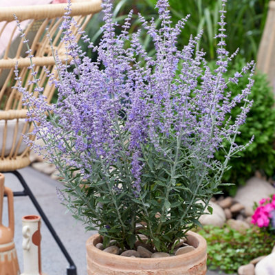 Perovskia Prime Time Russian Sage Established Plant in 9cm Pot