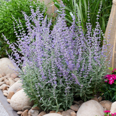 Perovskia Prime Time Russian Sage Established Plant in 9cm Pot