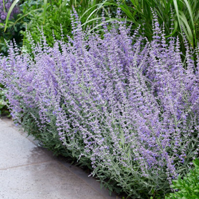 Perovskia Prime Time Russian Sage Established Plant in 9cm Pot - 3