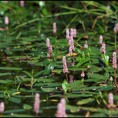 Persicaria Amphibia -Versatile pond plant in a 9cm pot