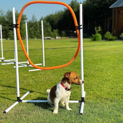 Sport dog equipment discount