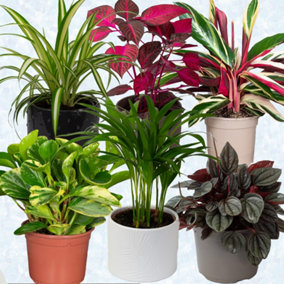 Pet Friendly Plants Indoor - Mix of 6 Real House Plants in 13cm Growers Pots