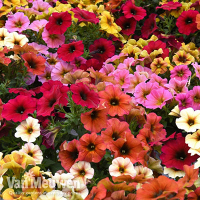 Petchoa Beautical Collection 5 Jumbo Plug Plants (30mm) (Caramel Yellow ...