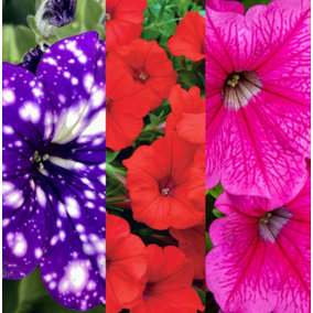 Petunia 3 Mixed Plants in 9cm Pots - Night Sky, Deep Red & Hot Pink - Ideal for Baskets and Patio Planters