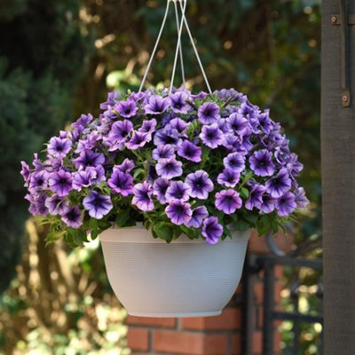 Petunia Blue Vein Bedding Plants 3 x 6 Pack - Outdoor Garden Flowers ...