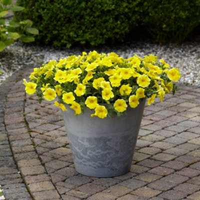 Petunia Caliburst Petchoa Yellow 6 Plug Plants