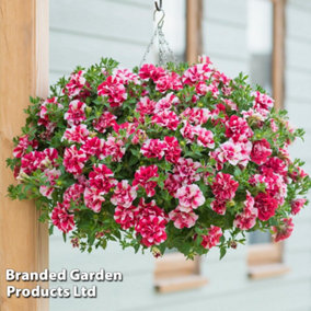 Petunia Cherry Ripple Preplanted Hanging Basket/Potted Plant 14Inch (35cm)