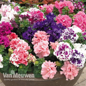 Petunia Double Orchid Flowered 15 Garden Ready Plants