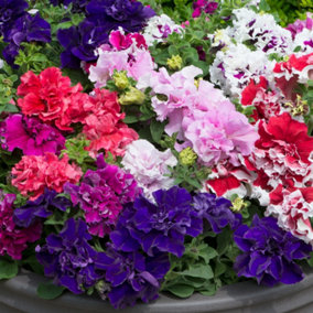 Petunia Double Pirouette Mixed Colourful Flowering Bedding Plants 6 Pack