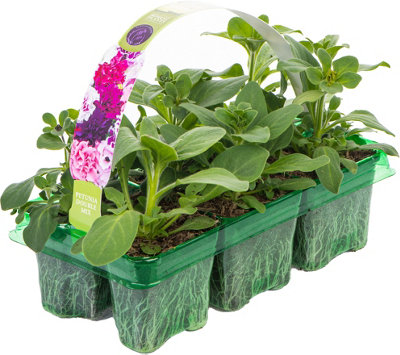 Petunia Double Pirouette Mixed Colourful Flowering Bedding Plants 6 Pack