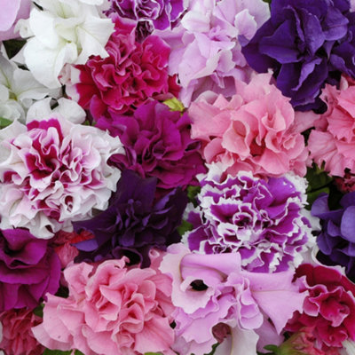 Petunia Double Pirouette Mixed Colourful Flowering Bedding Plants 6 Pack - 3