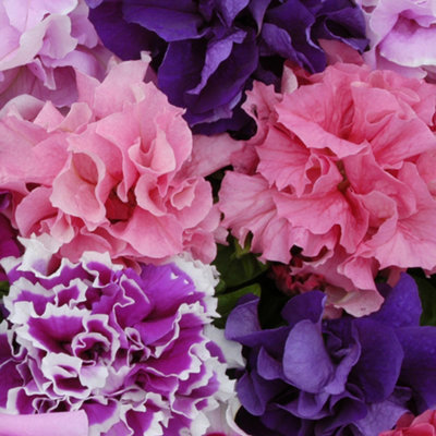 Petunia Double Pirouette Mixed Colourful Flowering Bedding Plants 6 Pack - 4