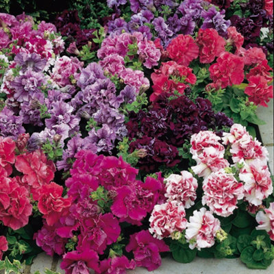 Petunia Duo F1 Double Mixed Seed Packet. Colorful Long-Lasting Summer ...