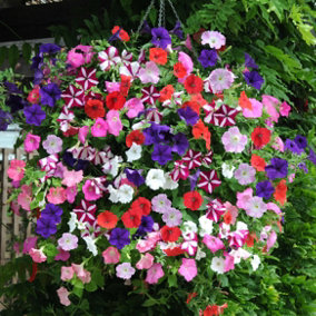 Petunia Easy Wave Ultimate Mix 12 Plug Plants - Ready to Grow On Before Planting Out in Borders, Containers and Pots