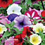 Petunia Easy Wave Ultimate Mixed - 12 Plug Plants - Summer Garden Colour, Ideal for Hanging Baskets