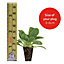 Petunia Easy Wave Ultimate Mixed 72 Plug Plants
