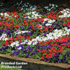 Petunia Easy Wave Union Flag Mix 15 Garden Ready Plants