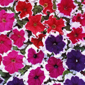 Petunia Express Ice Mixed Colourful Flowering Bedding Garden Plants 6 Pack