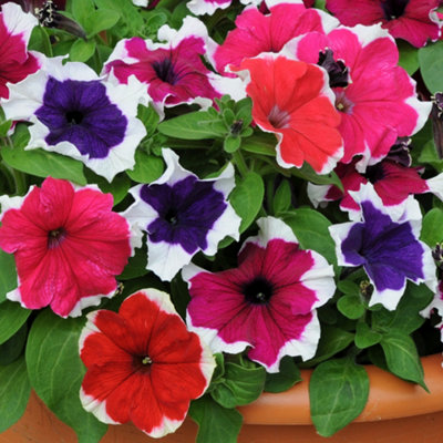 Petunia Express Ice Mixed Colourful Flowering Bedding Garden Plants 6 Pack
