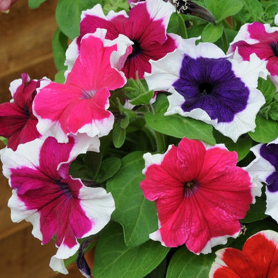 Petunia Express Ice Mixed Colourful Flowering Bedding Garden Plants 6 Pack - 3