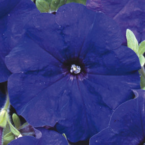 Petunia Frenzy Blue Colourful Flowering Bedding Plants for Sale - 6 Pack