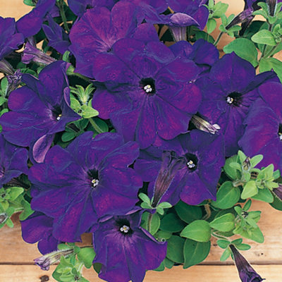 Petunia Frenzy Blue Colourful Flowering Bedding Plants for Sale - 6 Pack