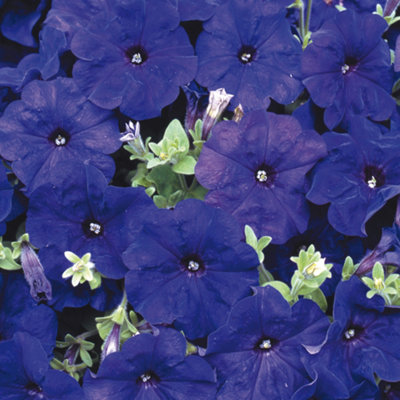 Petunia Frenzy Blue Colourful Flowering Bedding Plants for Sale - 6 Pack - 3